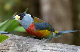 Toucan Barbet