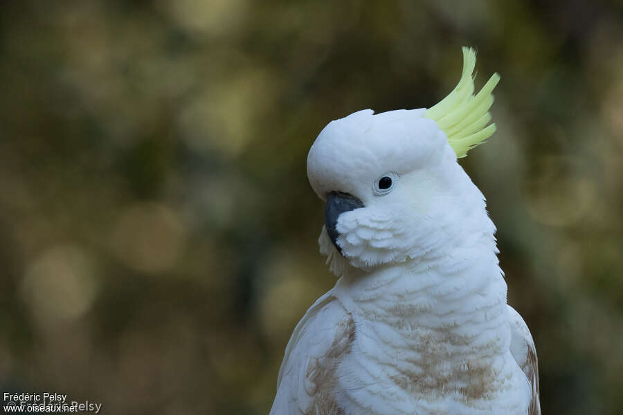 Cacatoès à huppe jauneadulte, portrait