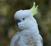 Sulphur-crested Cockatoo