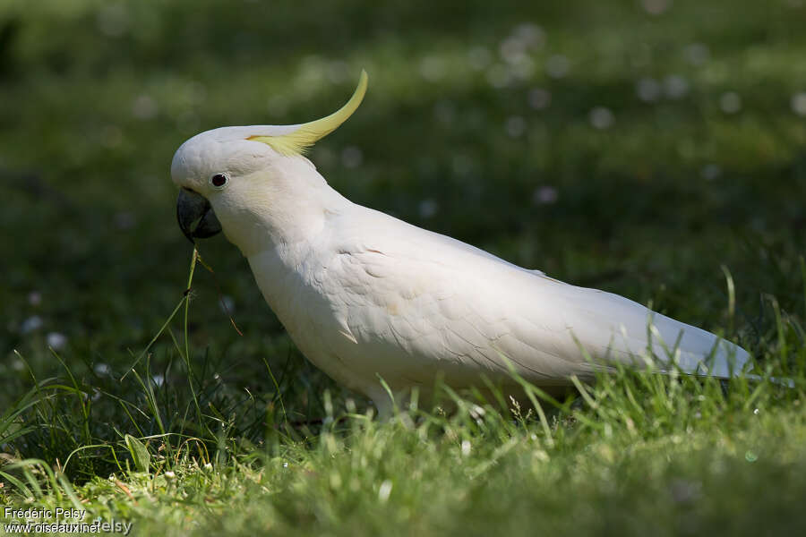 Cacatoès à huppe jaune, mange