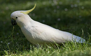 Sulphur-crested Cockatoo