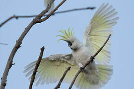 Sulphur-crested Cockatoo