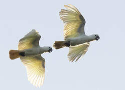 Sulphur-crested Cockatoo