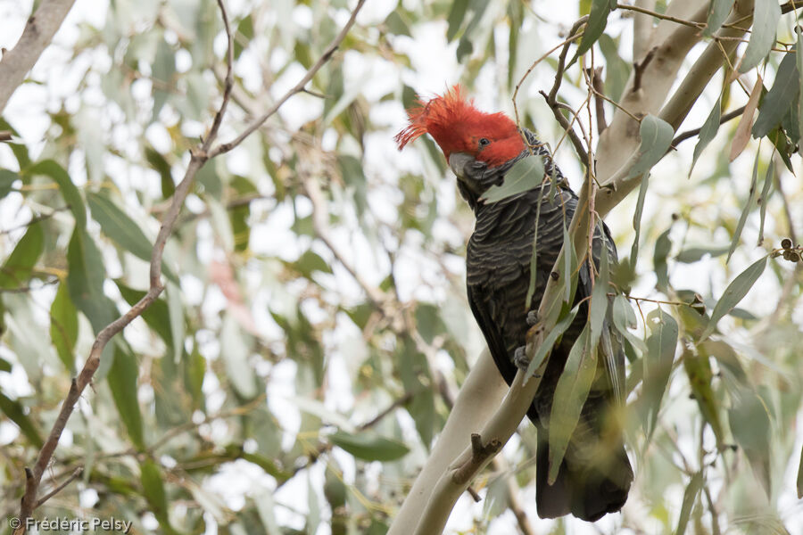 Gang-gang Cockatoo male adult