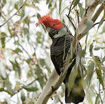 Cacatoès à tête rouge