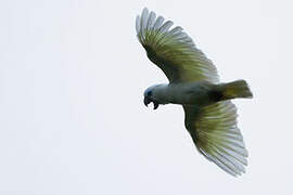 Blue-eyed Cockatoo