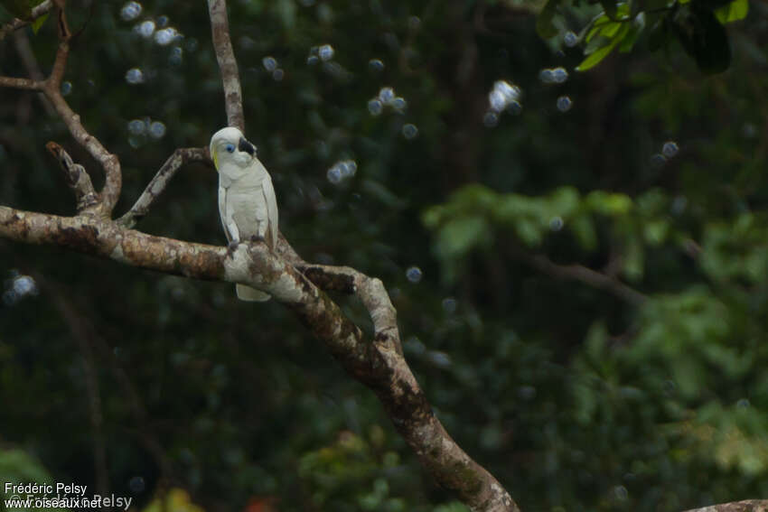 Blue-eyed Cockatooadult