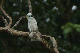 Blue-eyed Cockatoo