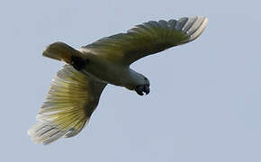 White Cockatoo