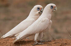 Cacatoès corella