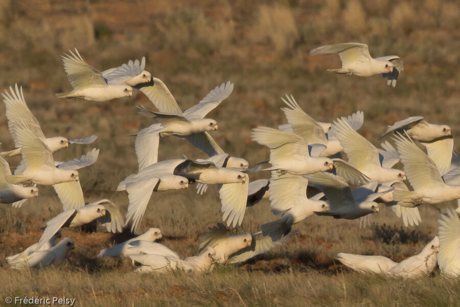 Cacatoès corella, Vol