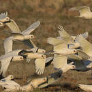 Cacatoès corella