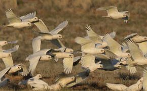 Cacatoès corella