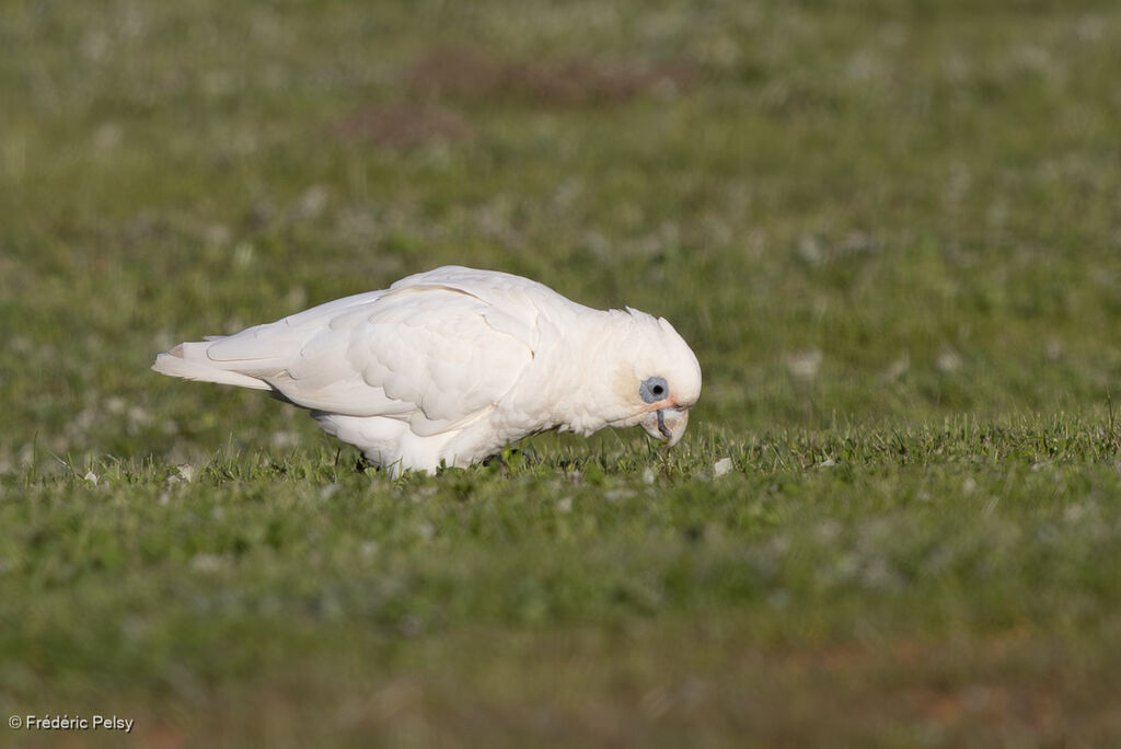 Cacatoès corella