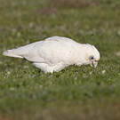 Cacatoès corella