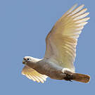 Cacatoès corella