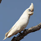Cacatoès corella