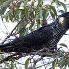 Cacatoès de Baudin