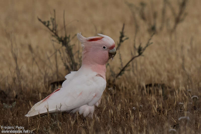 Pink Cockatooadult, identification