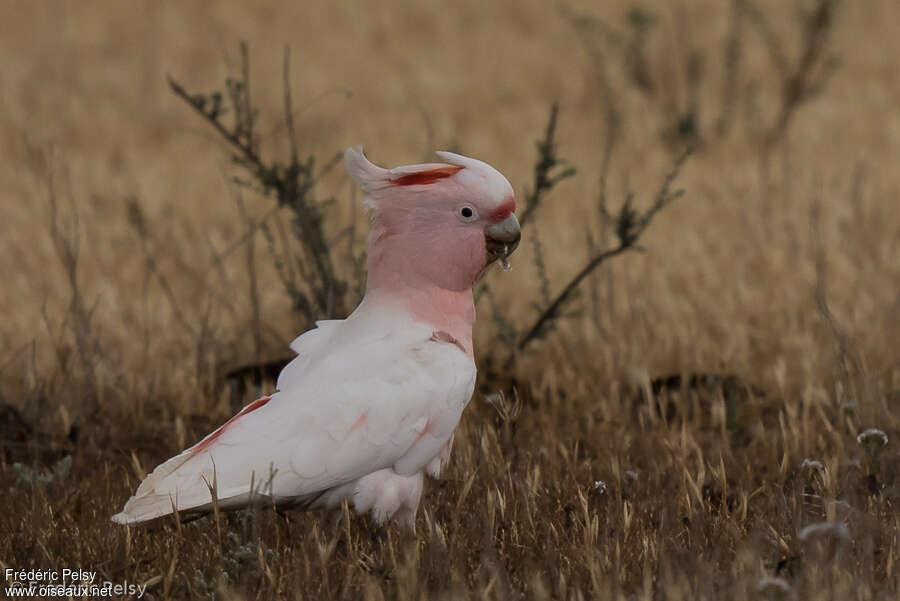 Major Mitchell's Cockatooadult, identification