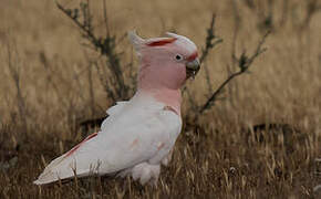 Pink Cockatoo