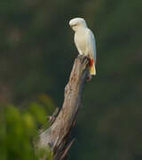 Red-vented Cockatoo