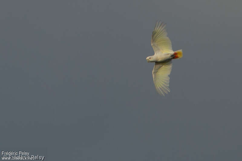 Red-vented Cockatooadult, Flight