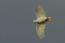 Red-vented Cockatoo