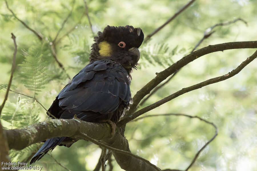 Yellow-tailed Black Cockatooadult, identification