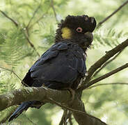 Yellow-tailed Black Cockatoo