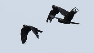 Yellow-tailed Black Cockatoo