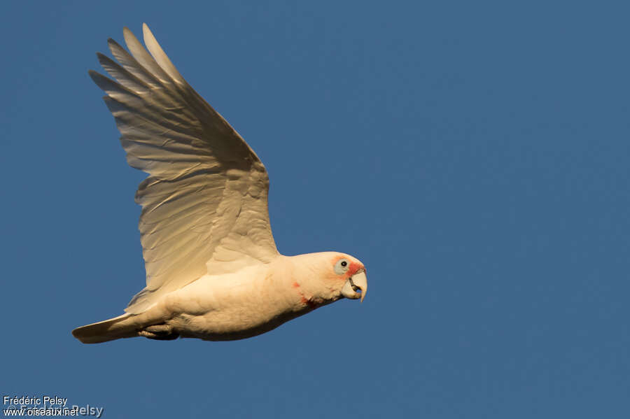 Long-billed Corellaadult, Flight