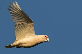 Long-billed Corella