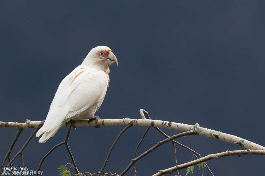 Long-billed Corellaadult, identification