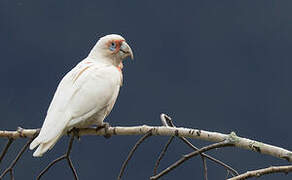 Long-billed Corella