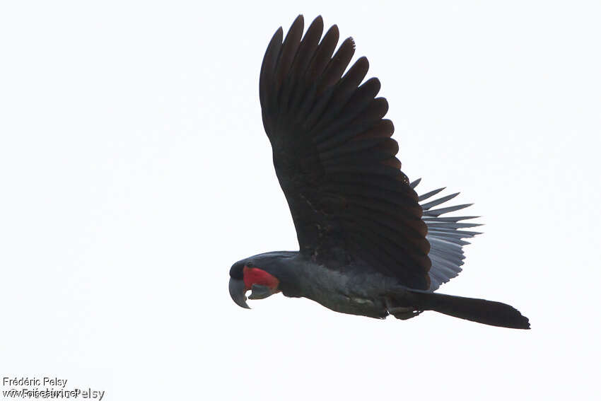 Palm Cockatoo male adult, Flight