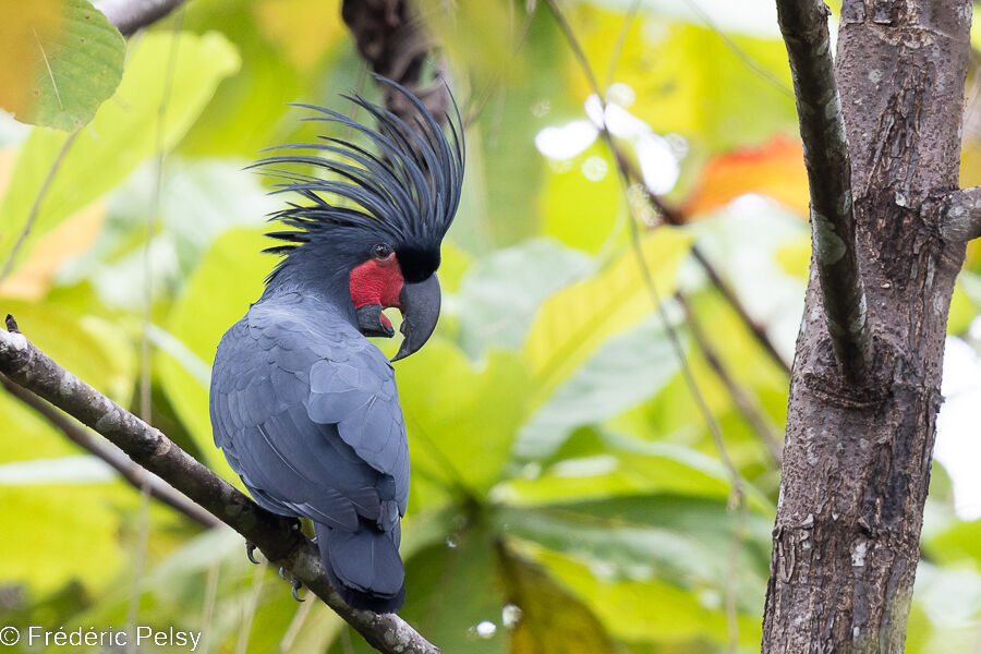 Palm Cockatoo