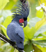 Palm Cockatoo