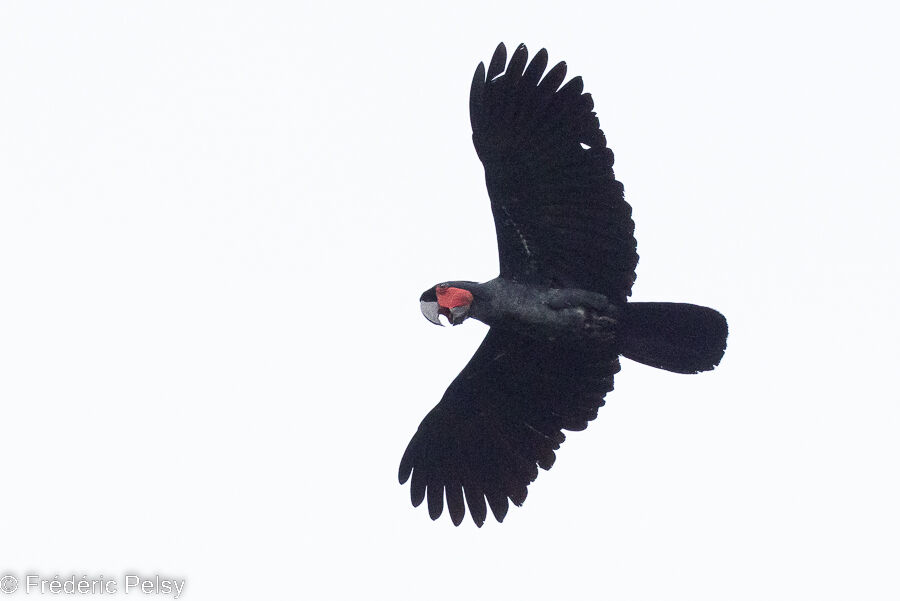 Palm Cockatoo