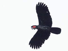 Palm Cockatoo