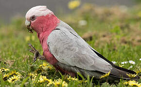 Galah