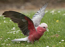 Galah