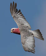 Galah