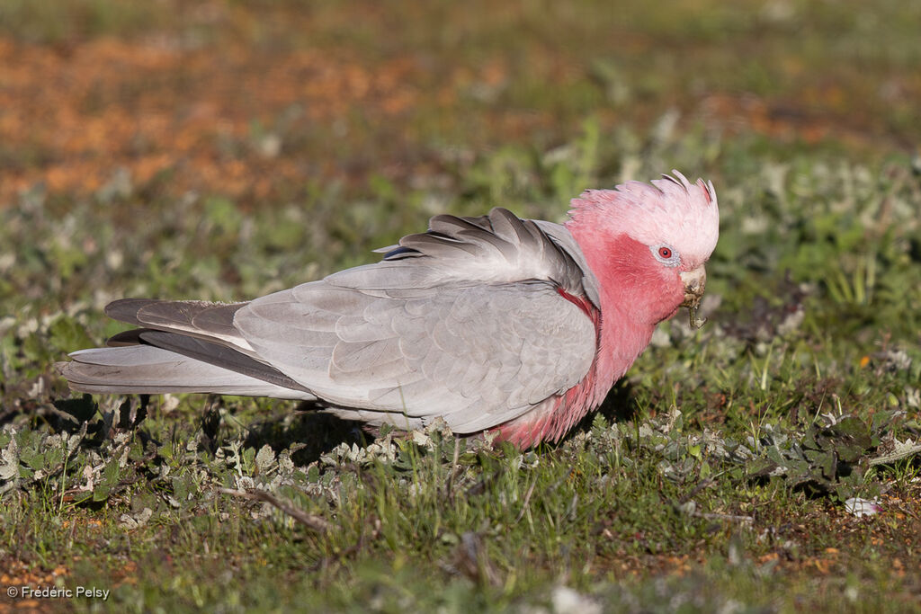 Galah female