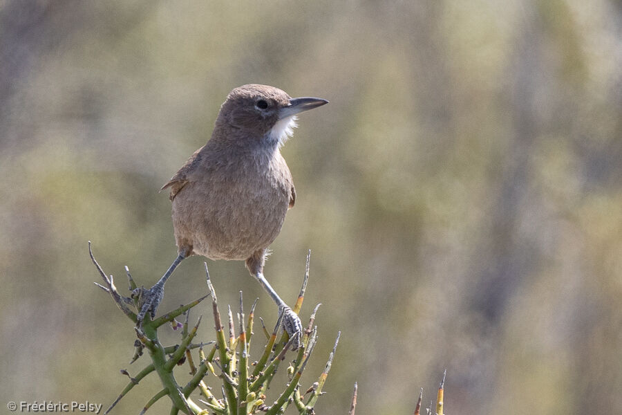 White-throated Cacholote