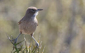 White-throated Cacholote