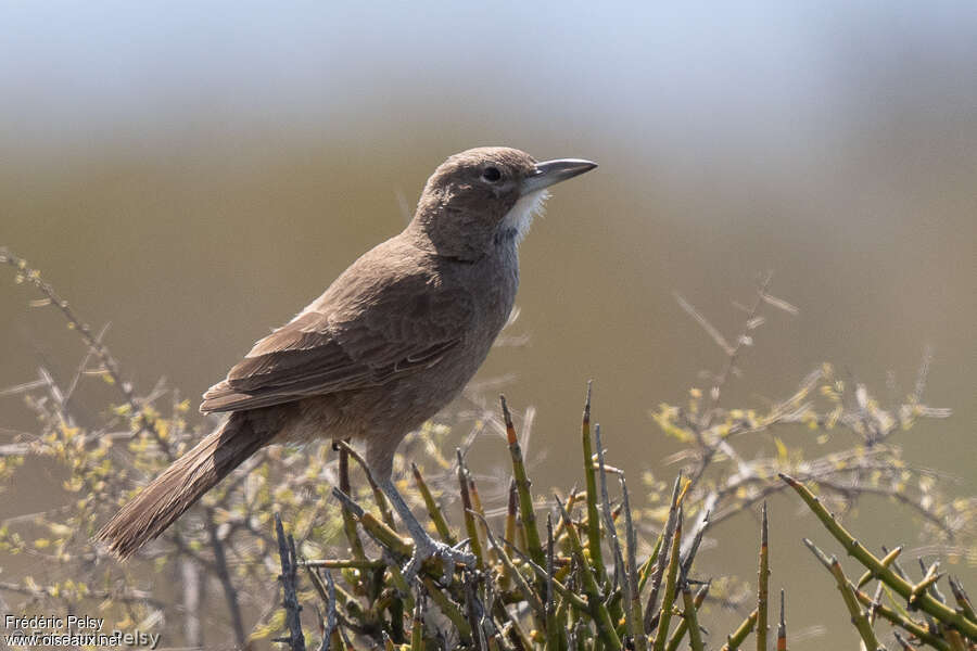 White-throated Cacholoteadult, identification