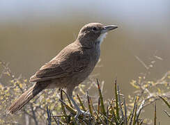 White-throated Cacholote