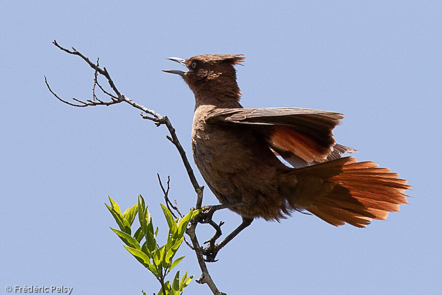 Brown Cacholote, courting display