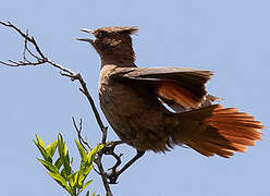 Brown Cacholote